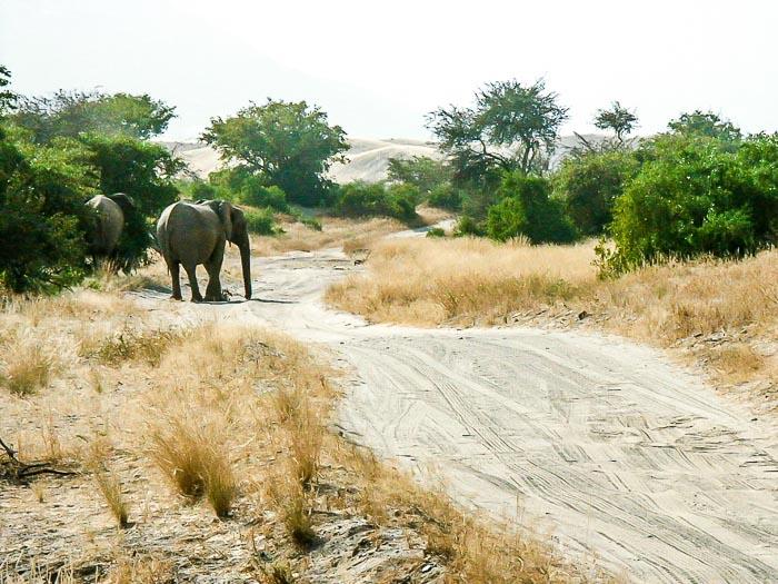 éléphants du Kaokoland éléphants du Kaokoland