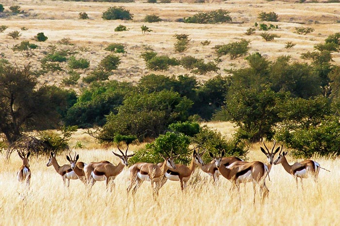 springboks springboks