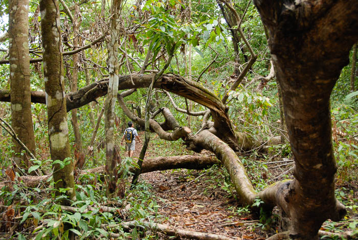 Sentier dans le Corcovado