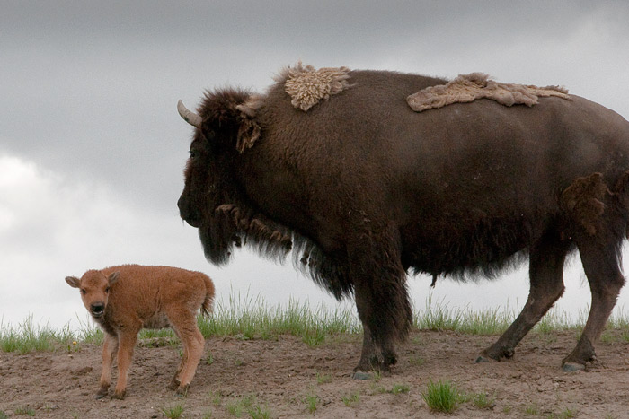 Bisons - Yellowstone National Park