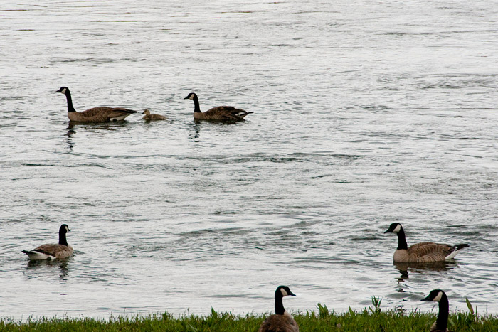 canada gooses - Yellowstone National Park