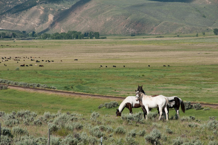 chevaux