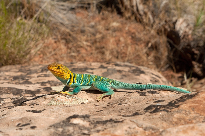 Lézard multicolore