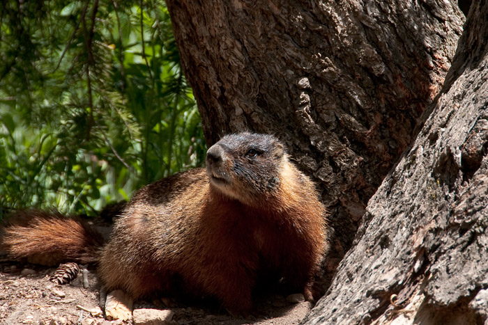 marmotte