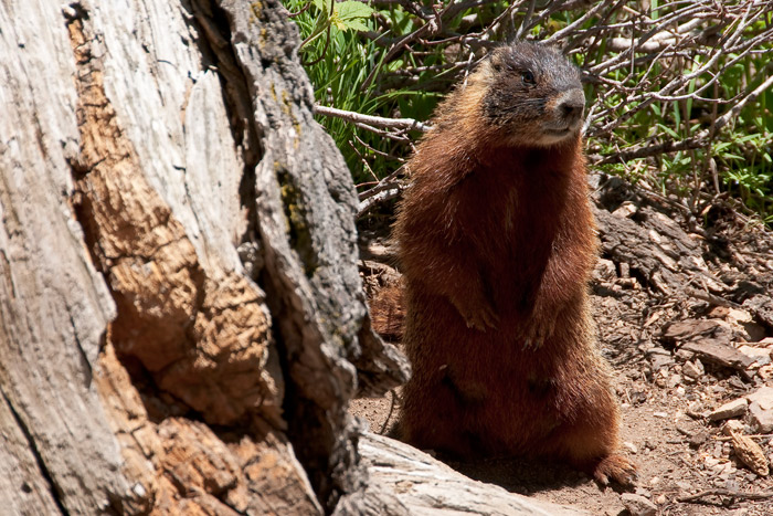 marmotte
