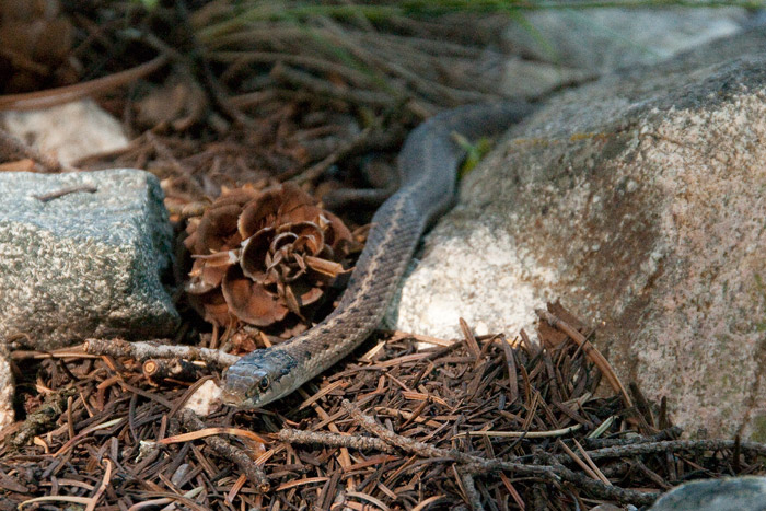 serpent