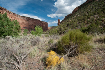 Ute Canyon