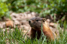 marmotte