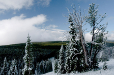 dunraven pass sous la neige