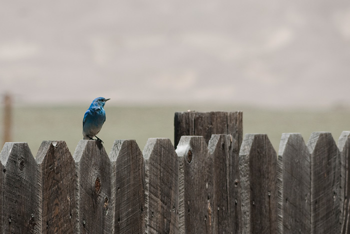 Mountain Bluebird