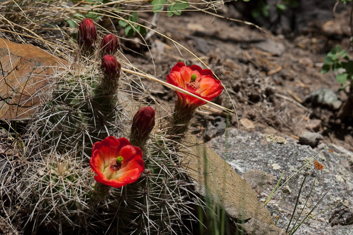 Fleur de cactus