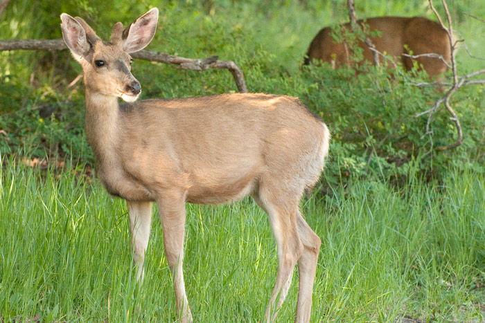 biche