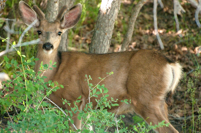 biche