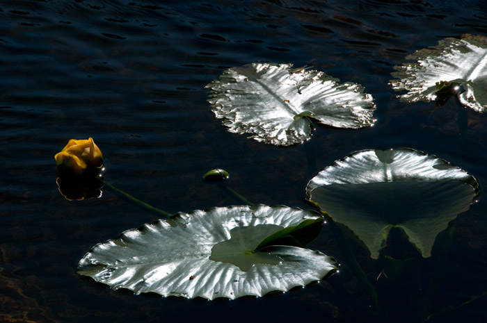 Nymph Lake