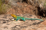 lézard multicolore