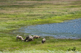 Moutons sauvages