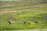 Moutons sauvages