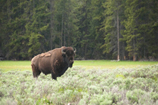 bison