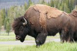 bison