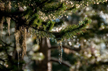 rosée dans les sapins