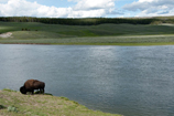 Bison, Hayden Valley