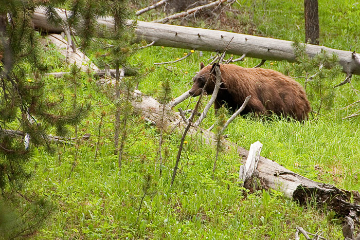 oies du canada