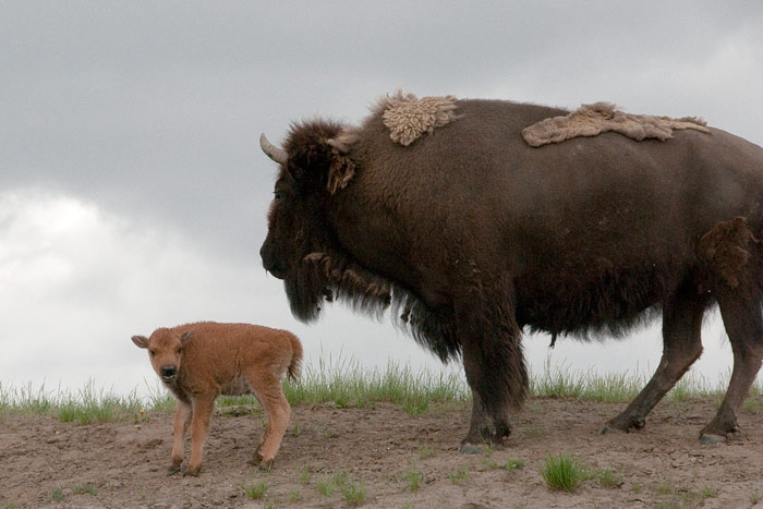 bisons