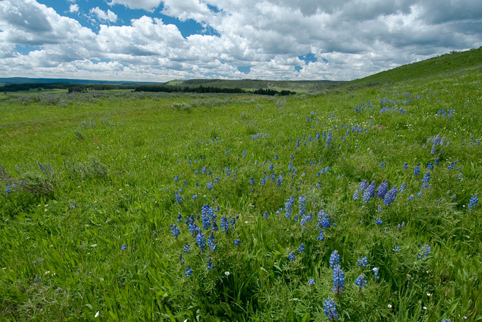 Yellowstone National Park