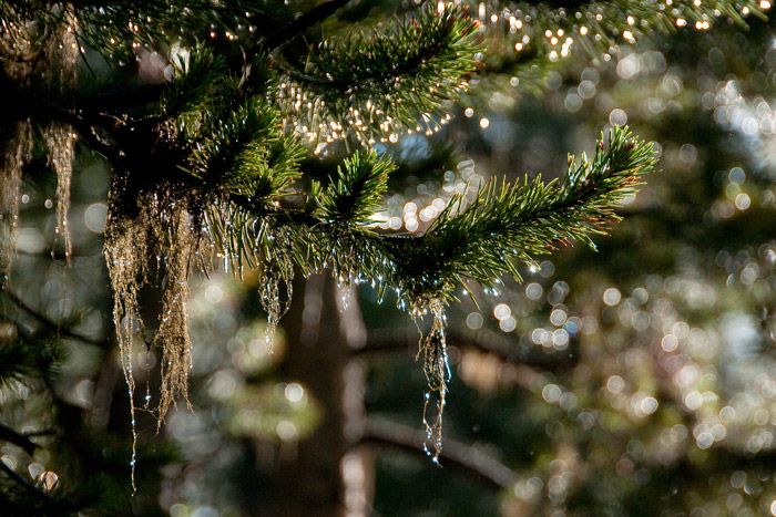 gouttes d'eau dans les sapins