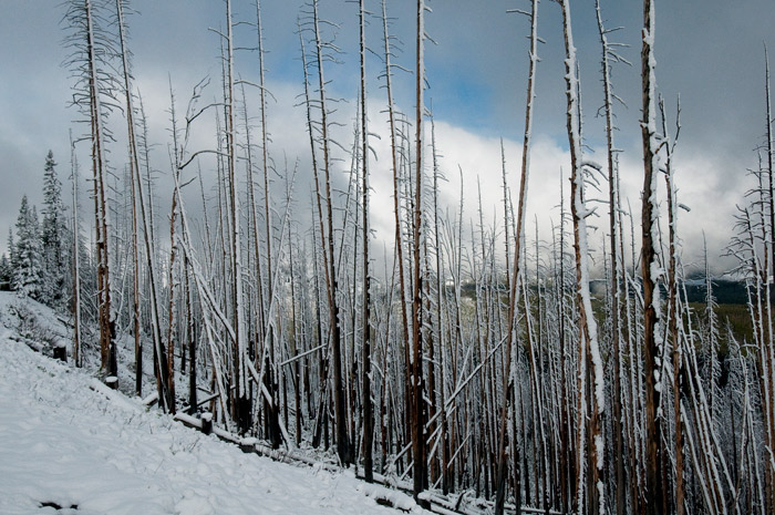 neige sur Yellowstone