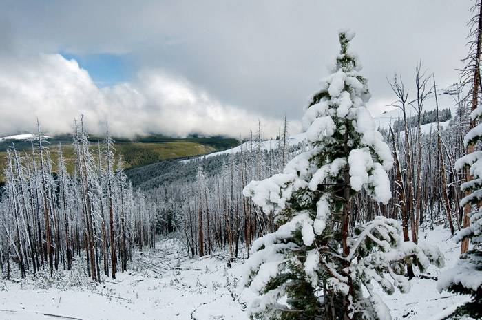 neige sur Yellowstone