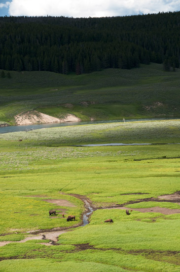 Hayden Valley
