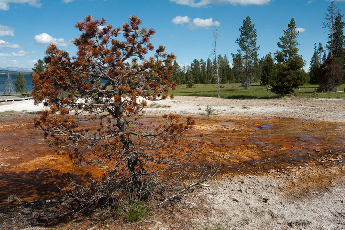 West Thumb Geyser Basin